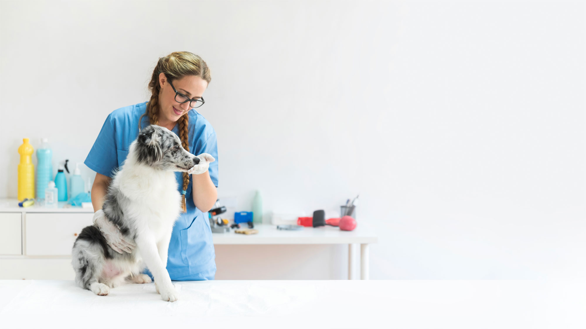 Professional dog poop removal service for residential homes